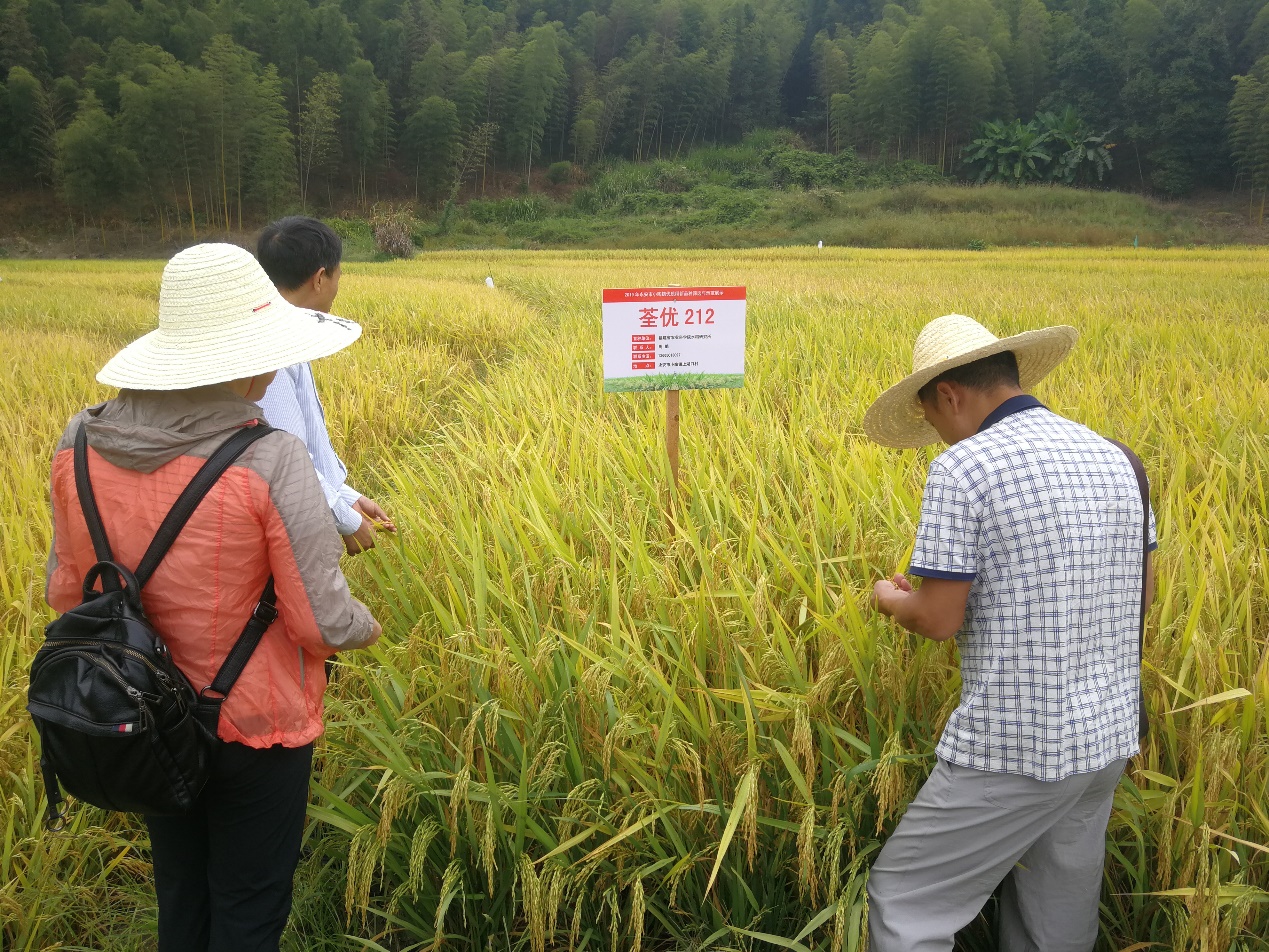 水稻科技服务团队小陶镇优质稻片示范喜获高产